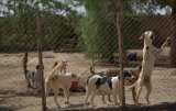 Casablanca prépare un dispensaire vétérinaire pour animaux errants