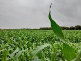 Les pluies ravivent l’espoir des agriculteurs du bassin du Loukkos