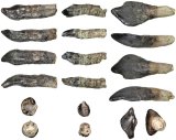 Découverte record de dents de dinosaures vieilles de 168 millions d’années près de Boulemane