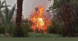 Un violent incendie ravage des centaines de palmiers à Zagora