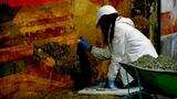 Pompéi: des trésors de la villa de Poppée sortent de terre sous les yeux des visiteurs