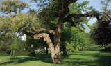 Préserver la forêt de Maâmora : l’ANEF défend son plan malgré les critiques